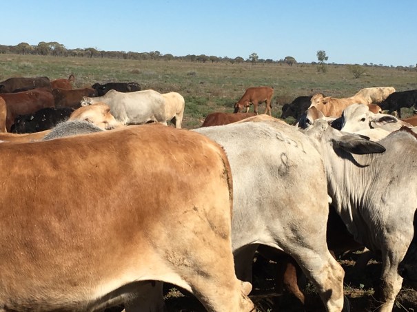 Cattle drive near Muttaburra 