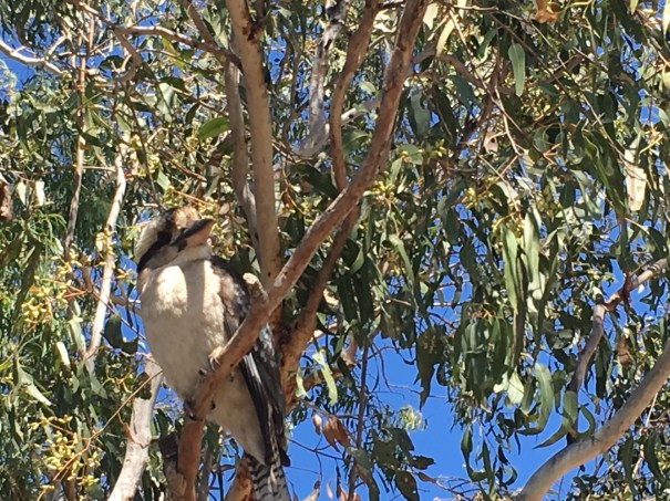 Kookaburra at Calliope