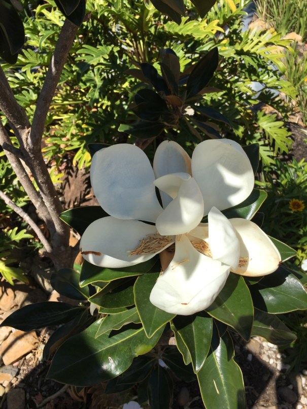 Magnolia flower 