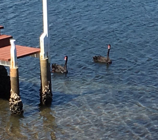 Black swans