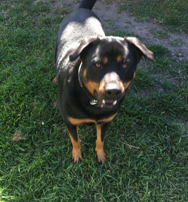 Rottweiler Cujo