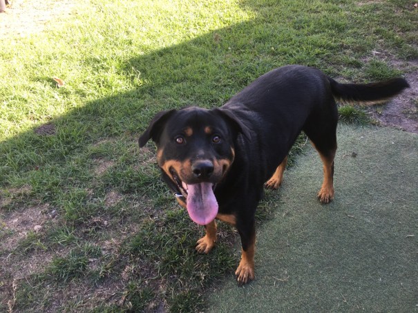 Rottweiler Cujo