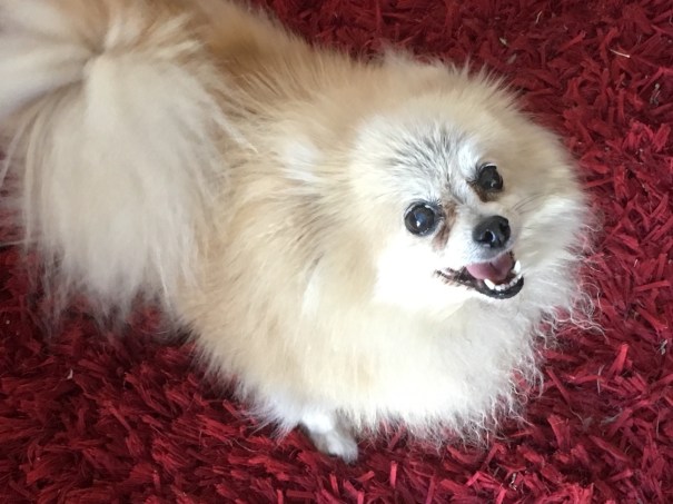Pomeranian Bella
