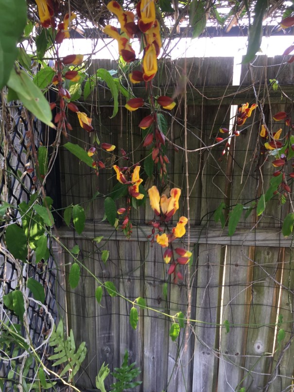 Flowering vine