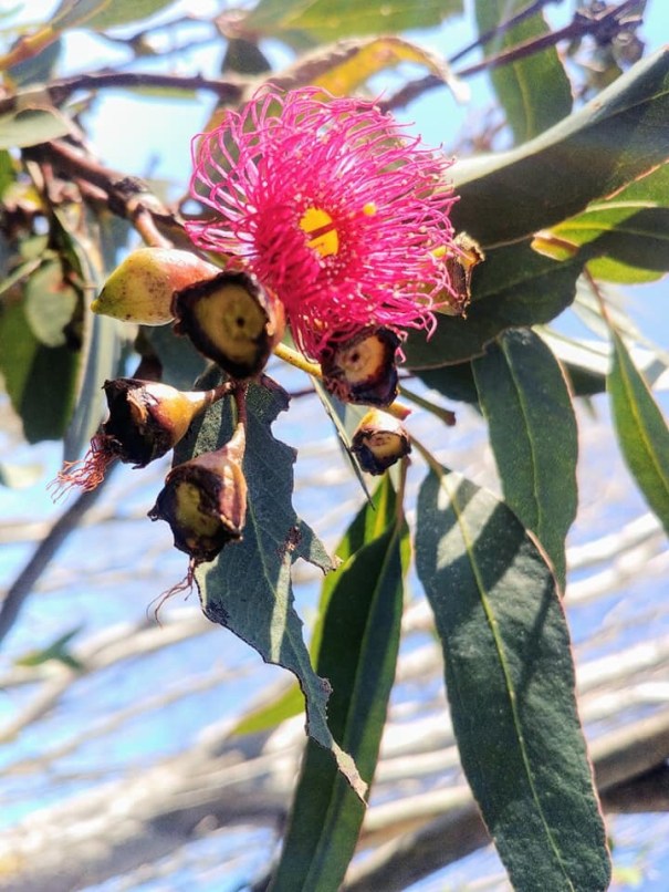 Flowering gum