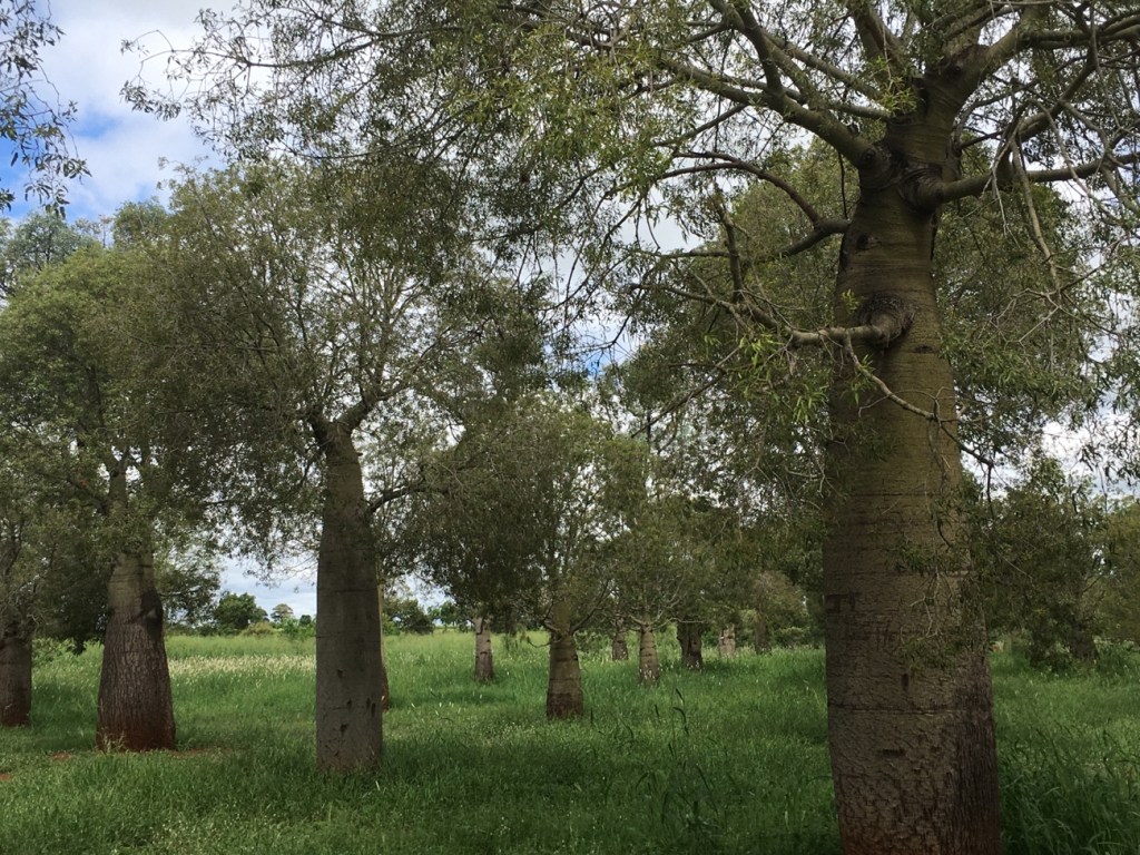 Jack Coe Park bottle trees