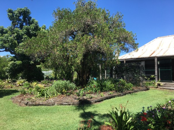 Boondooma Homestead gardens
