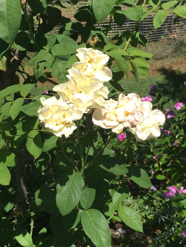 Boondooma Homestead gardens