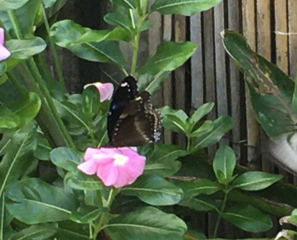 Butterfly Small Brown Crow