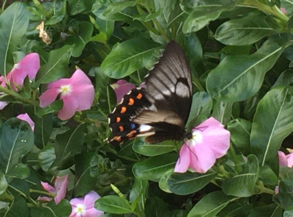 Butterfly Orchard Swallowtail 