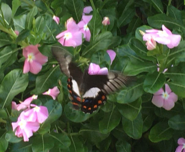 Butterfly Orchard Swallowtail 