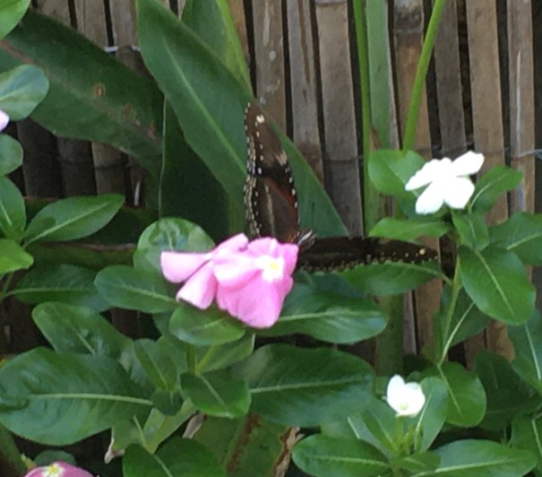 Butterfly Small Brown Crow