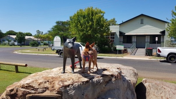 Dingo statue in Dingo Queensland 