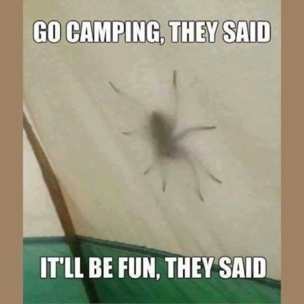 Cartoon of spider on a tent wall